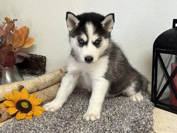 Grey and White female Husky Puppy